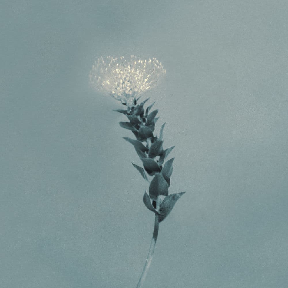 Still, a Flower cover